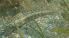 Parapercis lineopunctata