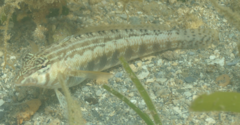 Parapercis lineopunctata
