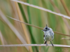 Anairetes parulus parulus