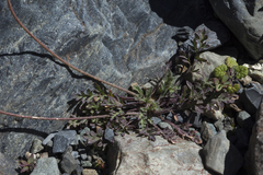 Papaver pseudocanescens