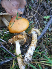Cortinarius trivialis