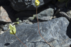 Papaver pseudocanescens