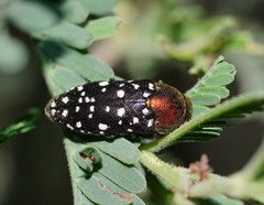 Diphucrania leucosticta