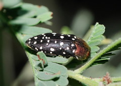 Diphucrania leucosticta