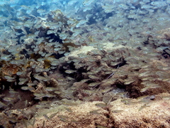 Ambassis jacksoniensis