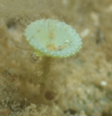 Polyphysaceae
