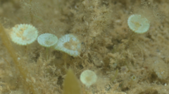 Polyphysaceae