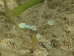 Polyphysaceae