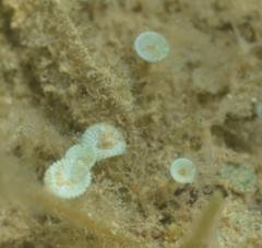 Polyphysaceae