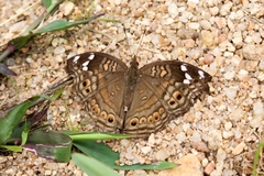 Junonia natalica
