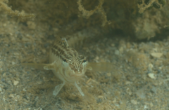 Parapercis australis