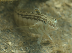 Parapercis australis