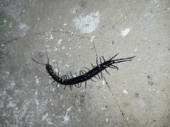 Otostigmus silvestrii