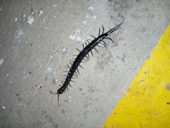 Otostigmus silvestrii