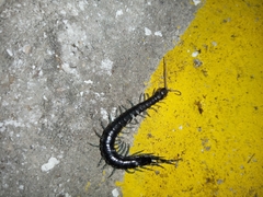 Otostigmus silvestrii