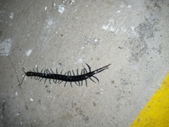 Otostigmus silvestrii