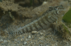 Parapercis lineopunctata