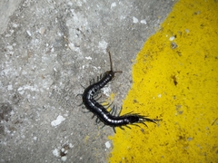 Otostigmus silvestrii