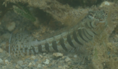 Parapercis lineopunctata