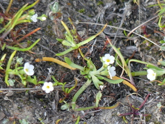 Plagiobothrys humistratus