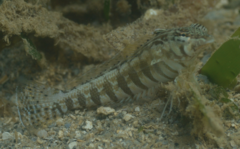 Parapercis lineopunctata