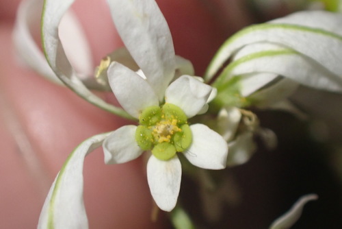 Euphorbia leucocephala
