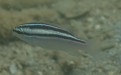 Scolopsis trilineata