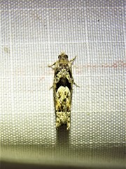 Pseudexentera hodsoni