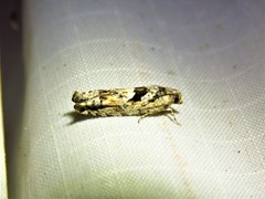 Pseudexentera hodsoni