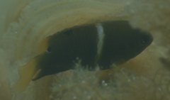 Chrysiptera biocellata