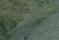 Valenciennea longipinnis