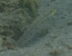 Valenciennea longipinnis