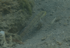 Valenciennea longipinnis