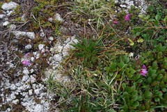 Claytonia acutifolia