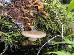 Armillaria novae-zelandiae