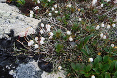 Cassiope lycopodioides