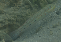 Valenciennea longipinnis