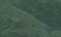 Valenciennea longipinnis