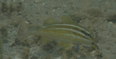 Parupeneus ciliatus