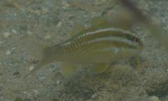 Parupeneus ciliatus