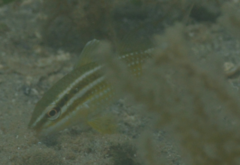 Parupeneus ciliatus