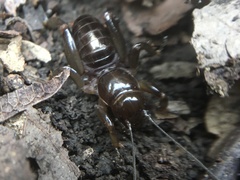 Stenopelmatus talpa