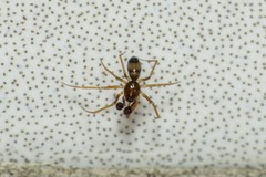Coleosoma