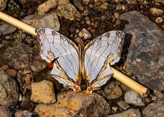 Cyrestis thyodamas indica
