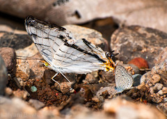 Cyrestis thyodamas indica