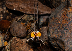 Cyrestis thyodamas indica