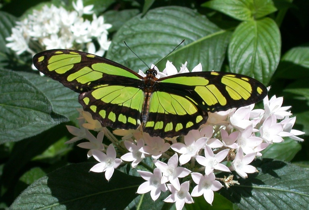 Dido Longwing