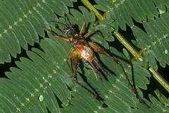 Nisitrus vittatus
