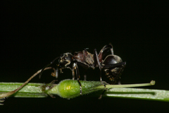 Polyrhachis bihamata