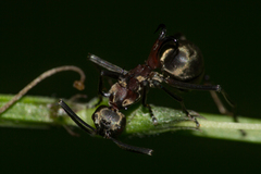 Polyrhachis bihamata